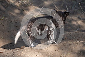 Wild dog pups painted wolves by their den site