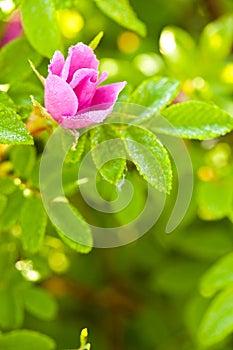 Wild dog rose bud macro