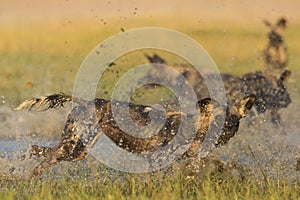 Wild Dog running in water