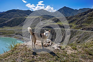 A wild dog runs over stones on the high bank of a mountain river. The dog looks into the lens of the camera. Journey