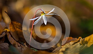 Wild dog's tooth violet in the forest in spring