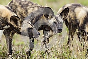 Wild Dog in South Africa