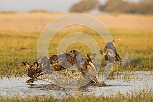 Wild Dog splashing through water