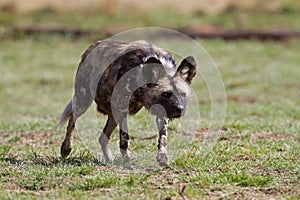 Wild dog stalking photo