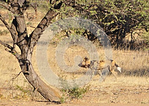 Wild dog stalking prey