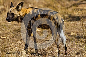 Wild dog in tanzania national park