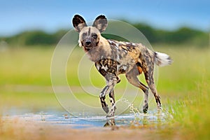 Wild dog, walking in the green grass with water, Okavango delta, Botswana in Africa. Dangerous spotted animal with big ears.