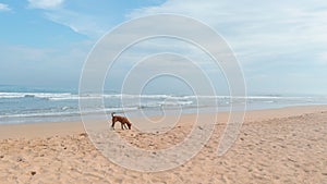 Wild dog walks on sea beach on sunny day. Action. Dog walks on sand by sea on sunny summer day. Beautiful landscape of