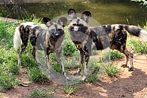 Wild dogs