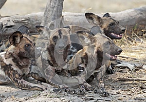 Wild dogs