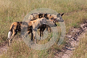 Wild Dogs