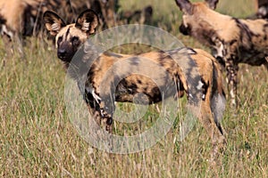 Wild Dogs