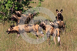 Wild Dogs