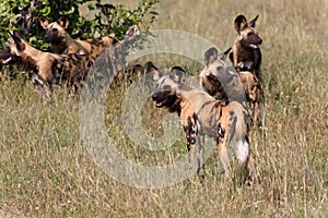 Wild Dogs