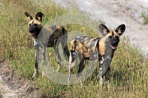 Wild Dogs