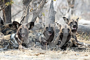 Wild dogs