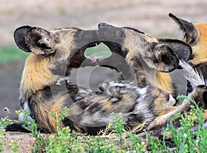 Wild Dogs Biting