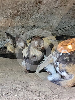 Wild dogs chesterzoo