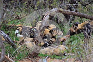 Wild Dogs Eating Impala Krugerpark South Africa