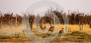 Wild Dogs Fighting & Chasing off Spotted Hyenas