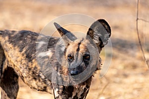 Wild dogs on the hunt doe prey in moremi Game Reserve in the Okavango Delta in Botswana