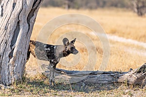 Wild dogs on the hunt doe prey in moremi Game Reserve in the Okavango Delta in Botswana