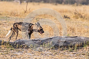 Wild dogs on the hunt doe prey in moremi Game Reserve in the Okavango Delta in Botswana