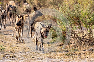 Wild dogs on the hunt doe prey in moremi Game Reserve in the Okavango Delta in Botswana