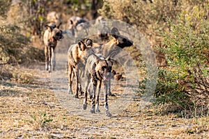 Wild dogs on the hunt doe prey in moremi Game Reserve in the Okavango Delta in Botswana