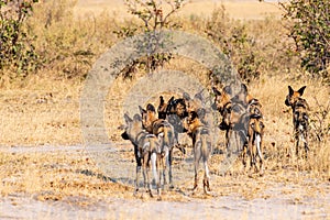 Wild dogs on the hunt doe prey in moremi Game Reserve in the Okavango Delta in Botswana