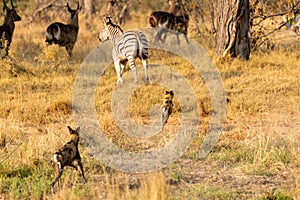 Wild dogs on the hunt doe prey in moremi Game Reserve in the Okavango Delta in Botswana