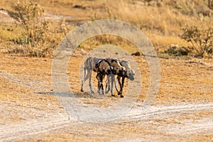 Wild dogs on the hunt doe prey in moremi Game Reserve in the Okavango Delta in Botswana