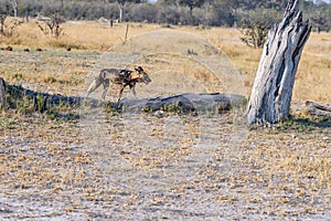 Wild dogs on the hunt doe prey in moremi Game Reserve in the Okavango Delta in Botswana