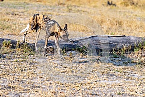 Wild dogs on the hunt doe prey in moremi Game Reserve in the Okavango Delta in Botswana