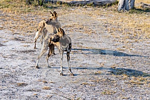 Wild dogs on the hunt doe prey in moremi Game Reserve in the Okavango Delta in Botswana