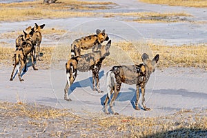 Wild dogs on the hunt doe prey in moremi Game Reserve in the Okavango Delta in Botswana