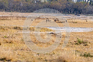 Wild dogs on the hunt doe prey in moremi Game Reserve in the Okavango Delta in Botswana