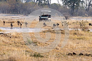 Wild dogs on the hunt doe prey in moremi Game Reserve in the Okavango Delta in Botswana