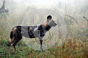 Wild Dogs (Lycaon Pictus)