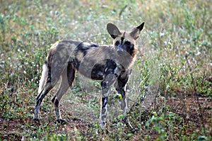 Wild Dogs (Lycaon Pictus)