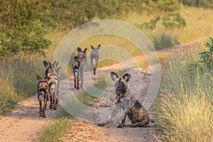 Wild dogs posing in the road