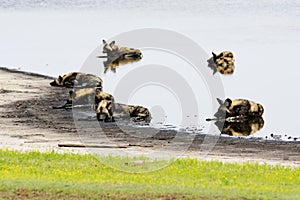 Wild Dogs Relaxing in a Shallow Pond