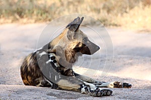 Wild dogs in South Africa