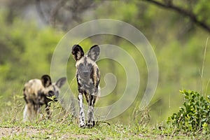 Wild Dogs South Africa