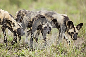 Wild Dogs South Africa