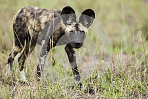 Wild Dogs South Africa