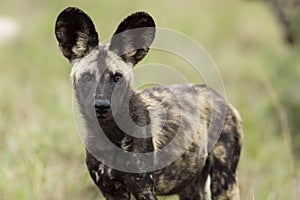 Wild Dogs South Africa