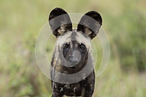 Wild Dogs South Africa