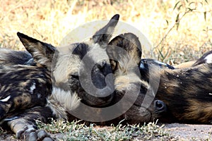 Wild dogs in South Africa