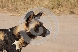 Wild dogs in South Africa